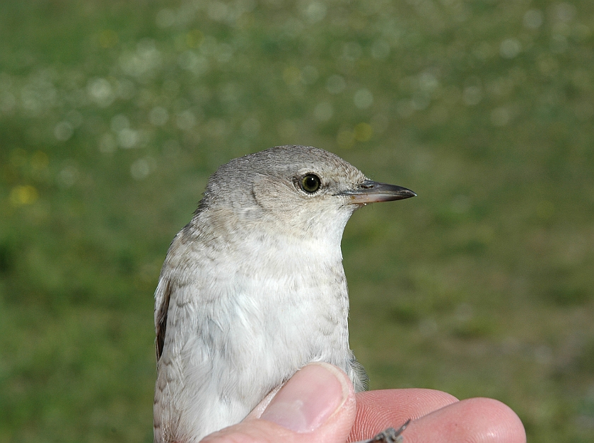 Barred Warbler, Sundre 20100604